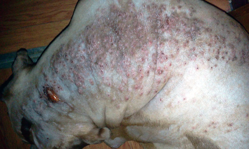 发红,糜烂狗狗皮炎,脓皮症多半都是由细菌感染引起的,也有真菌,螨虫